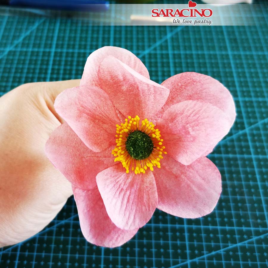 nor_soft